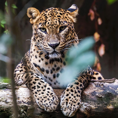 Wildlife Holidays in Sri Lanka - 8 Days